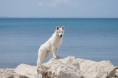 /album/kepgaleria-doux-of-ice-wine/pag-2-121-jpg/